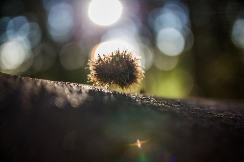 Free Image of Dandelion on Wooden Table 