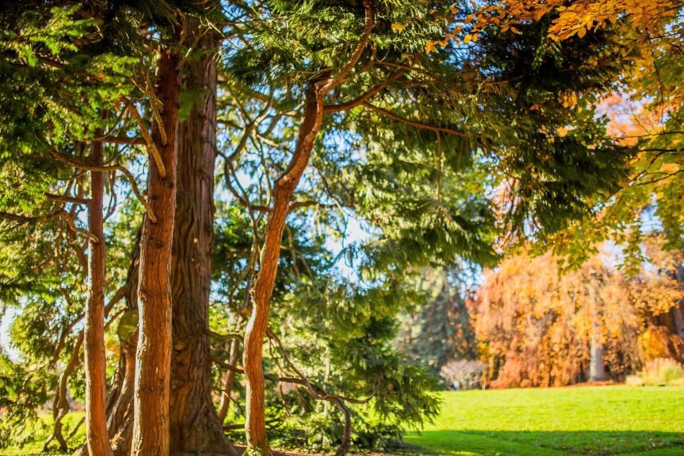 Free Image of Park Bench in Forest 