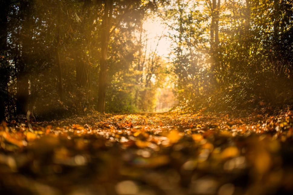 Free Image of Sun Shines Through Trees in Woods 
