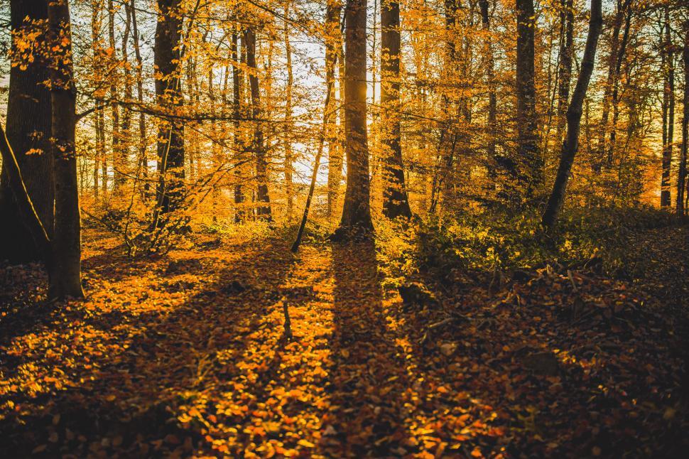 Free Image of Sun Shines Through Trees in Forest 