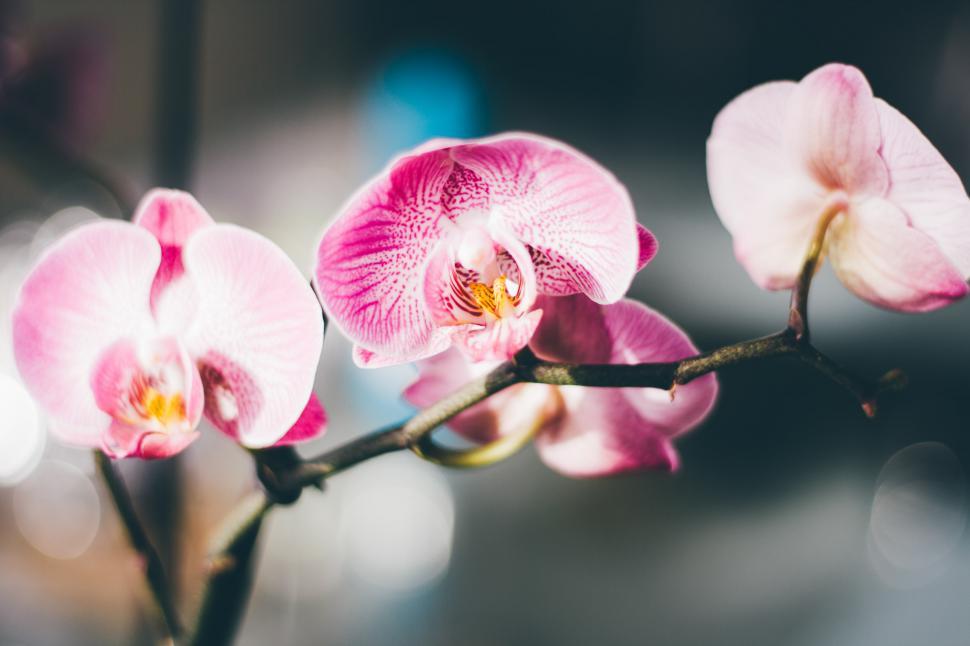 Free Image of Close Up of Pink Flower on Branch 