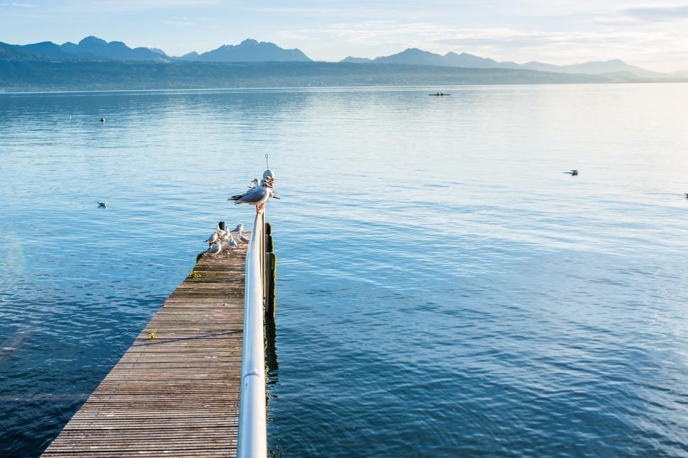 Free Image of Bird Perched on End of Pier 