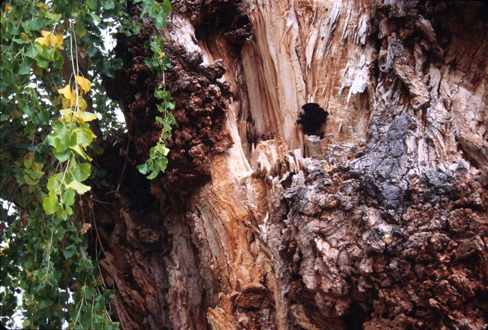 Free Image of Tree exposed 
