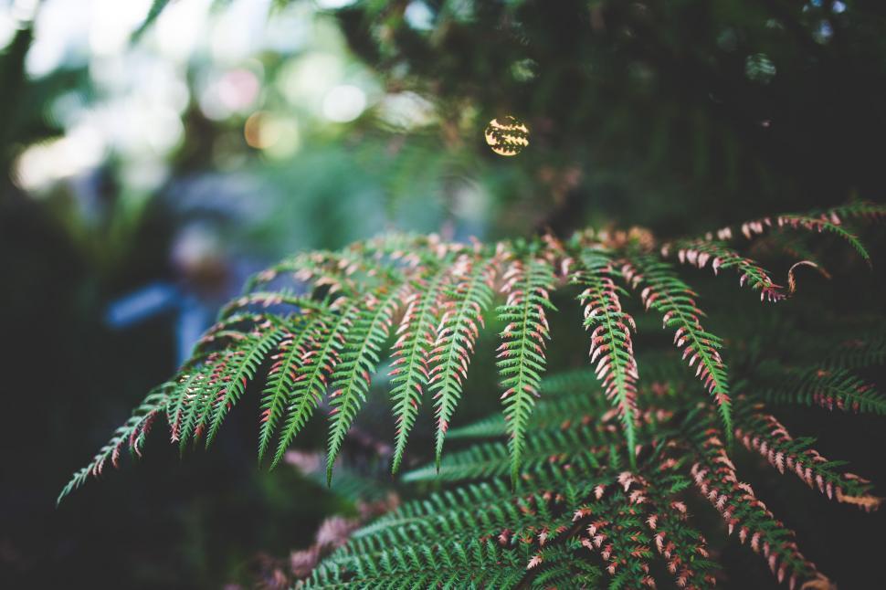 Free Image of Close Up of a Lush Green Plant With Abundant Leaves 