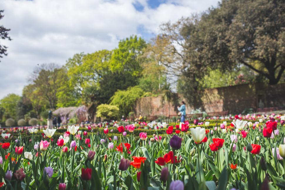Free Image of Field Full of Red and White Tulips 