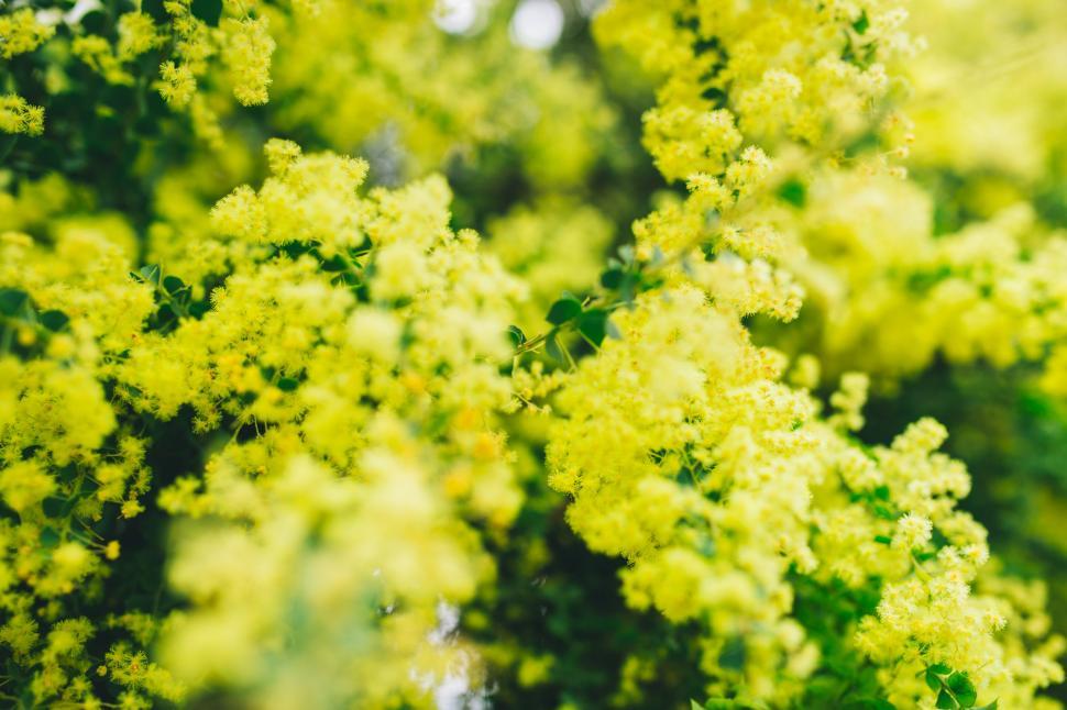 Free Image of Close Up of a Bunch of Yellow Flowers 