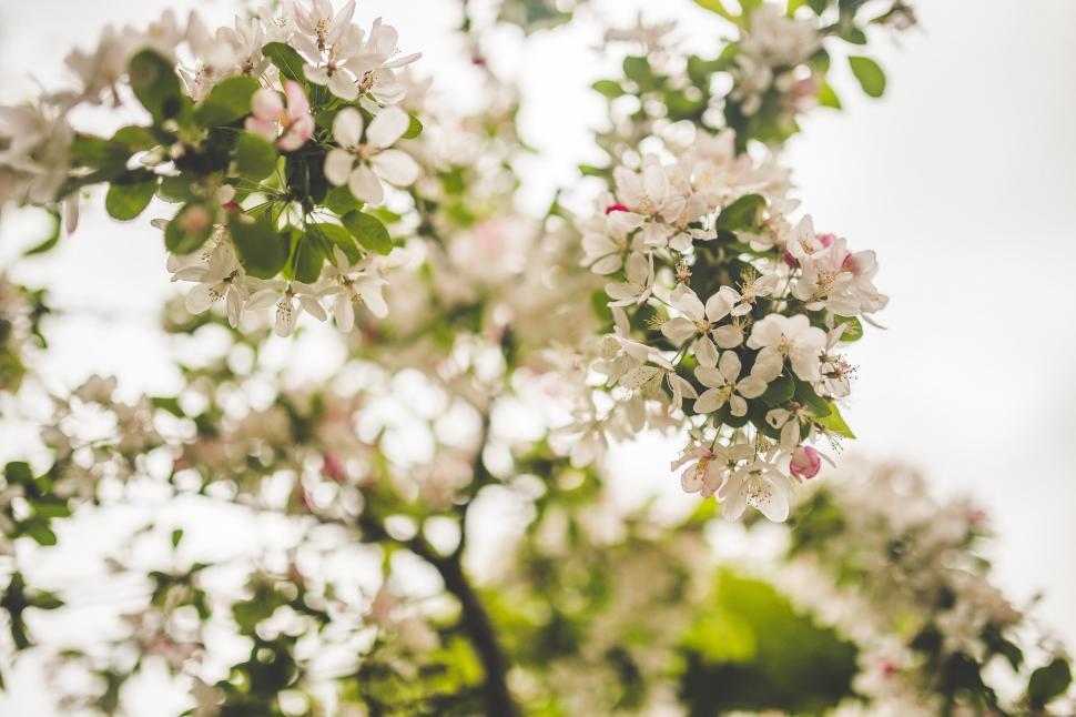 Free Image of Tree With White Flowers and Green Leaves 