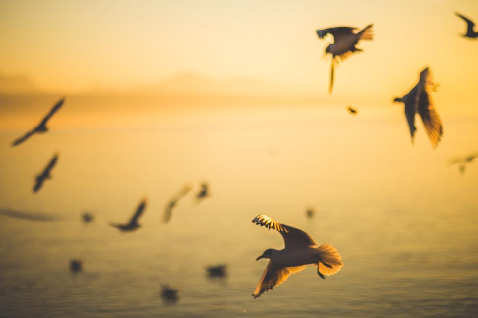 Free Image of A Flock of Birds Flying Over a Body of Water 