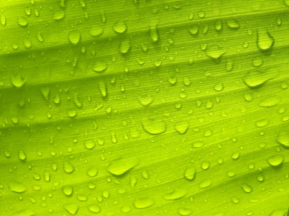 Free Image of Water droplets on banana leaf  