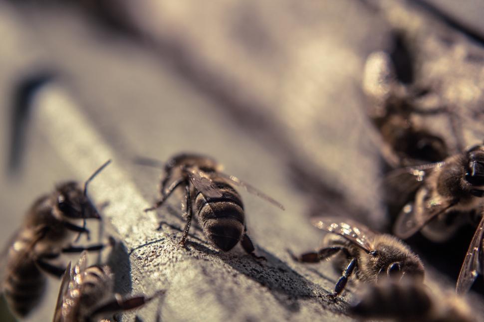 Free Image of Bees closeup  