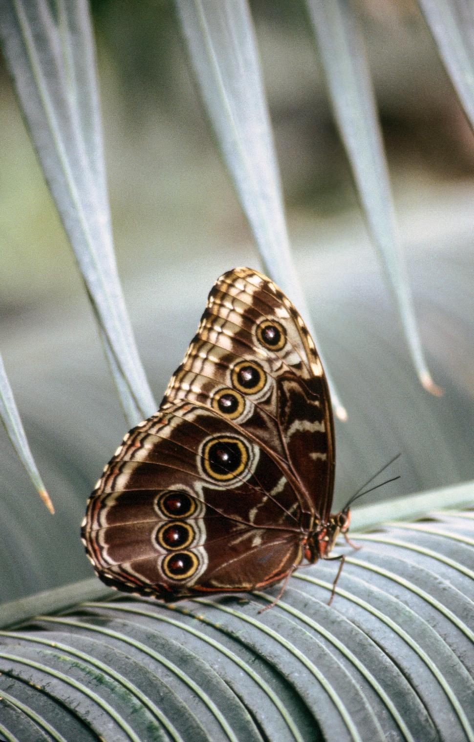 Free Image of Common Blue Morpho 