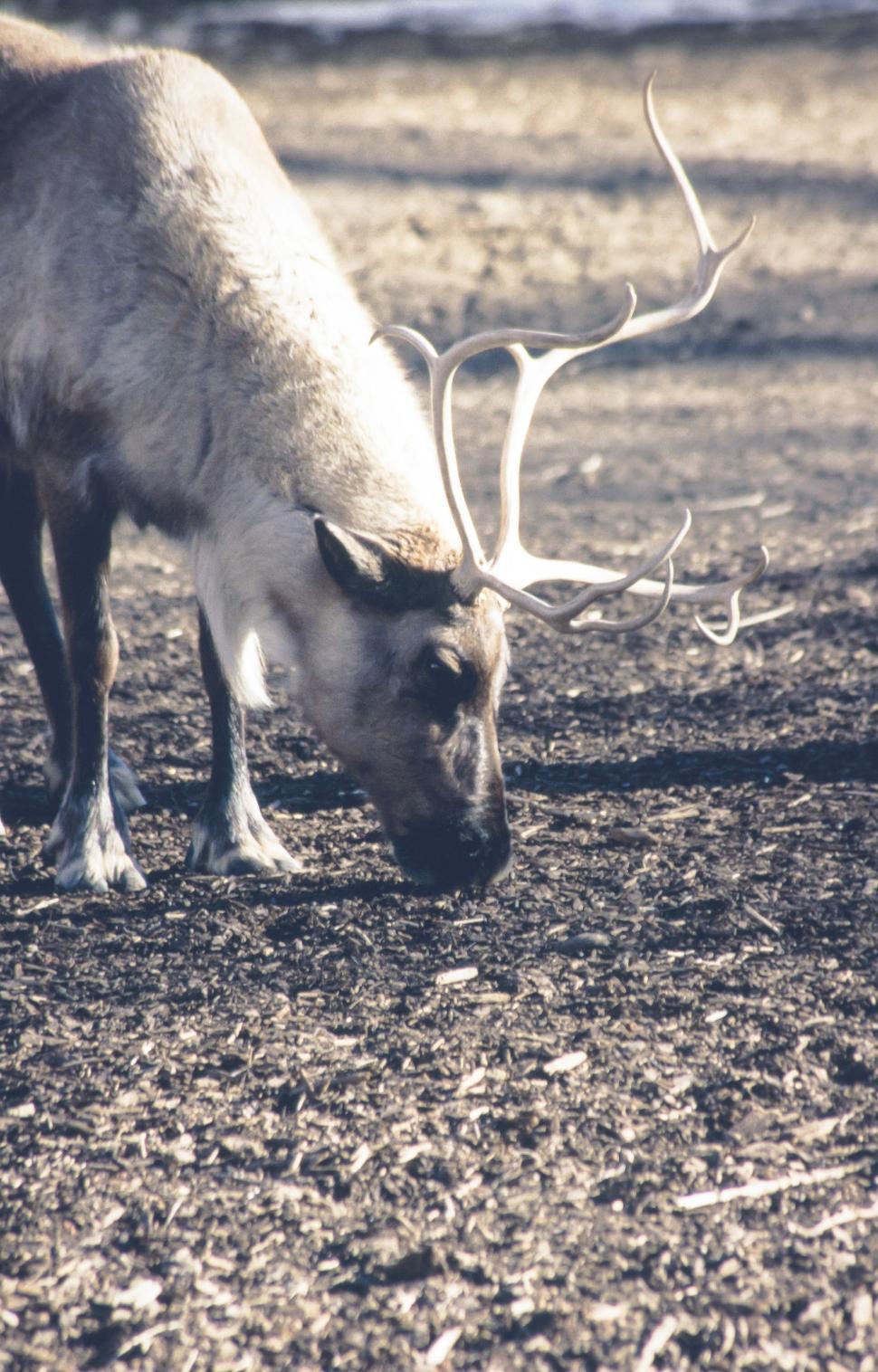 Free Image of Caribou 