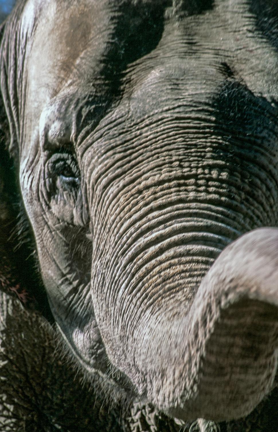 Free Image of Elephant Eye And Trunk 