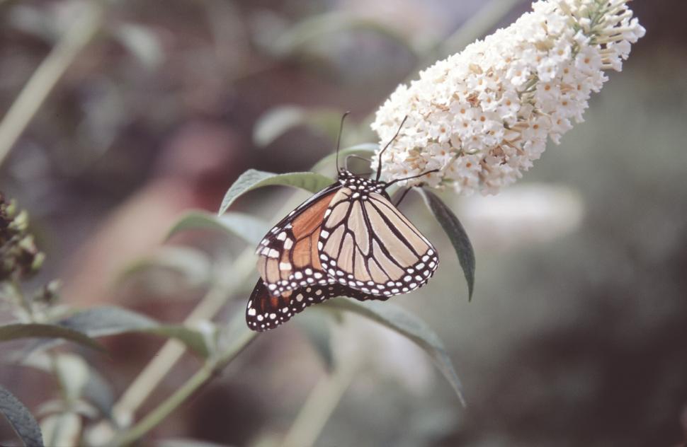 Free Image of Monarch butterfly 
