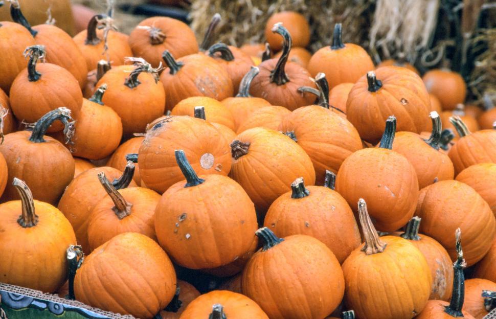 Free Image of Fresh Orange Pumpkins 