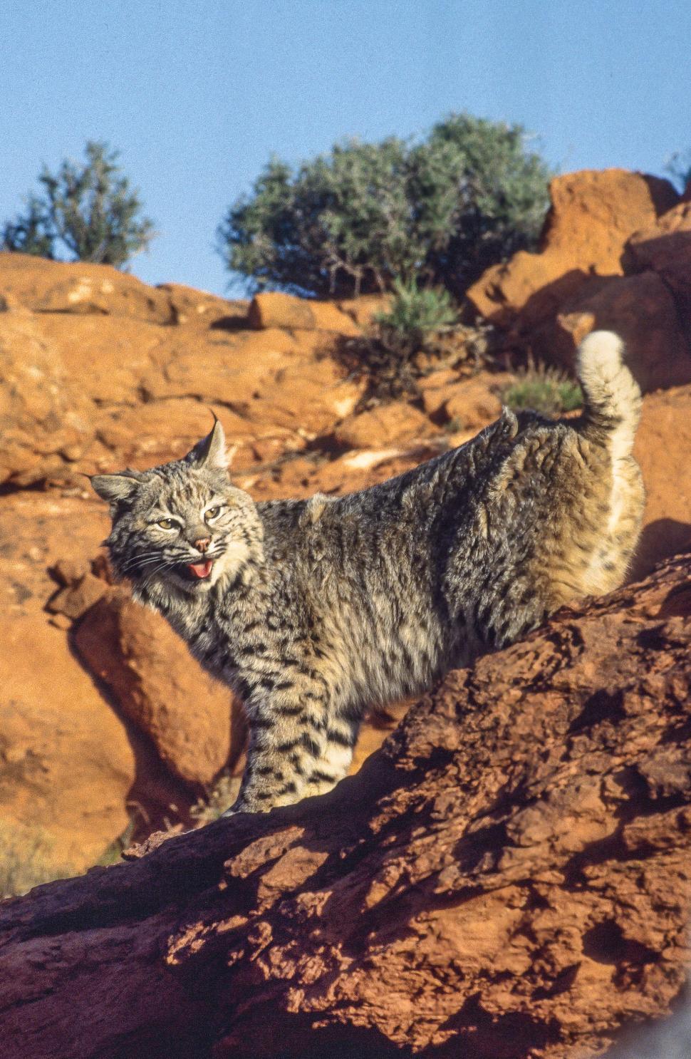 Free Image of Bobcat on a rock 