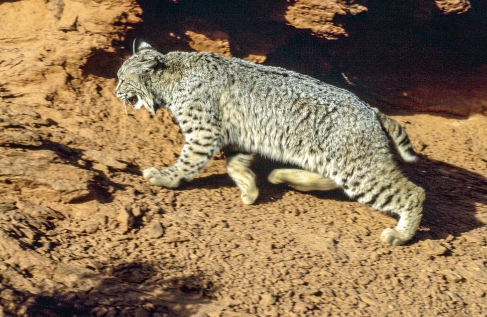 Free Image of Bobcat 