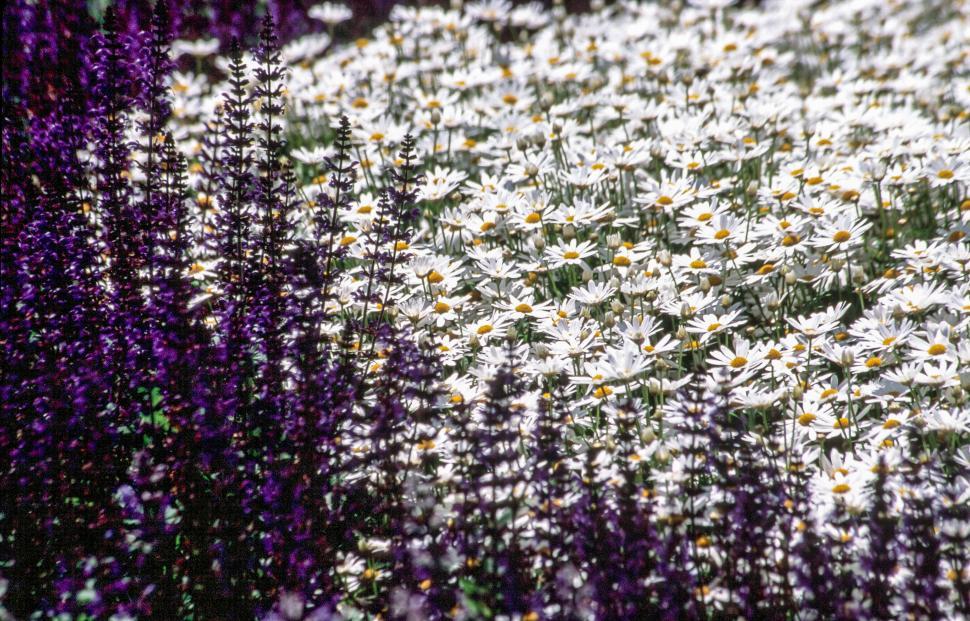 Free Image of White daisy flowers 