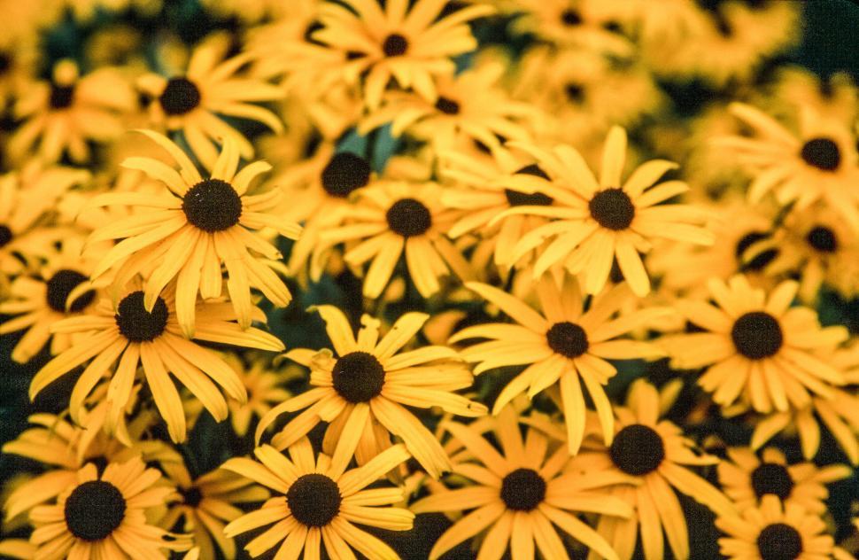 Free Image of Black Eyed Susans 