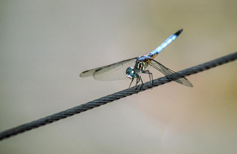 Free Image of Dragonfly 