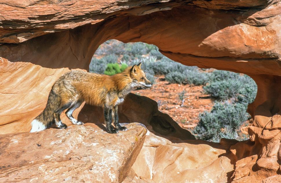 Free Image of One fox on rocks 