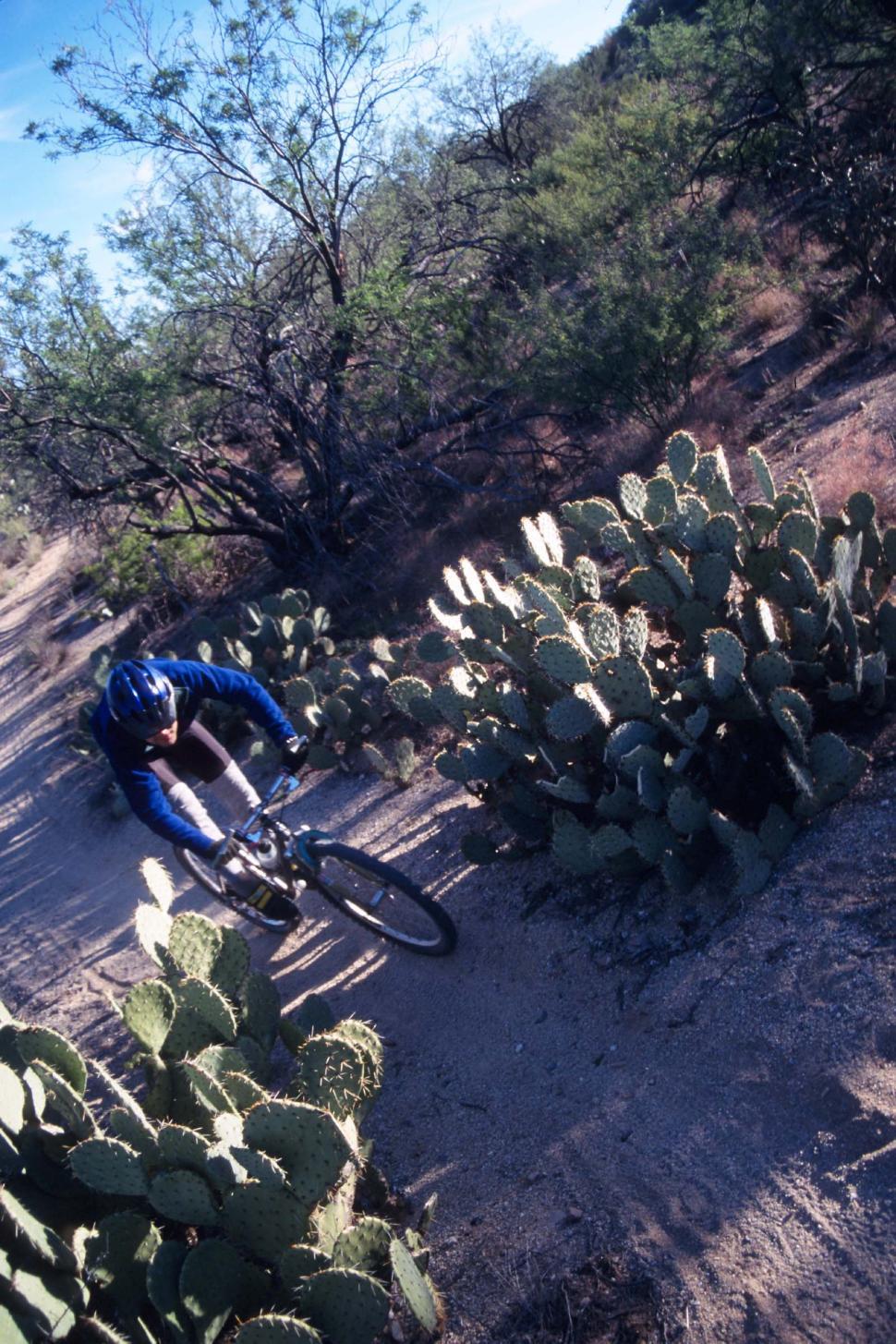 Free Image of Singletrack trail 