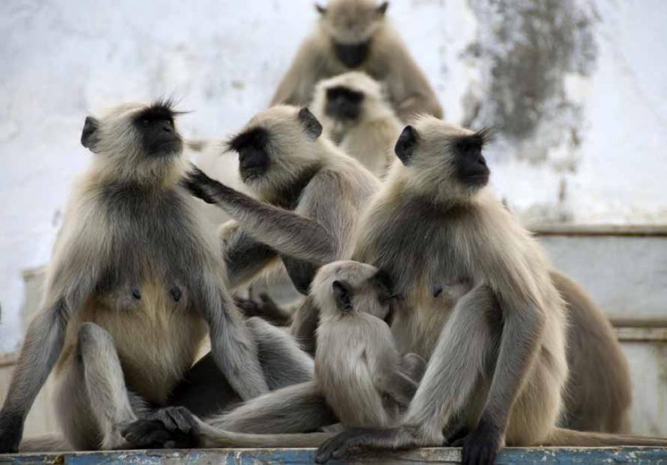 Free Image of Monkey Clan 