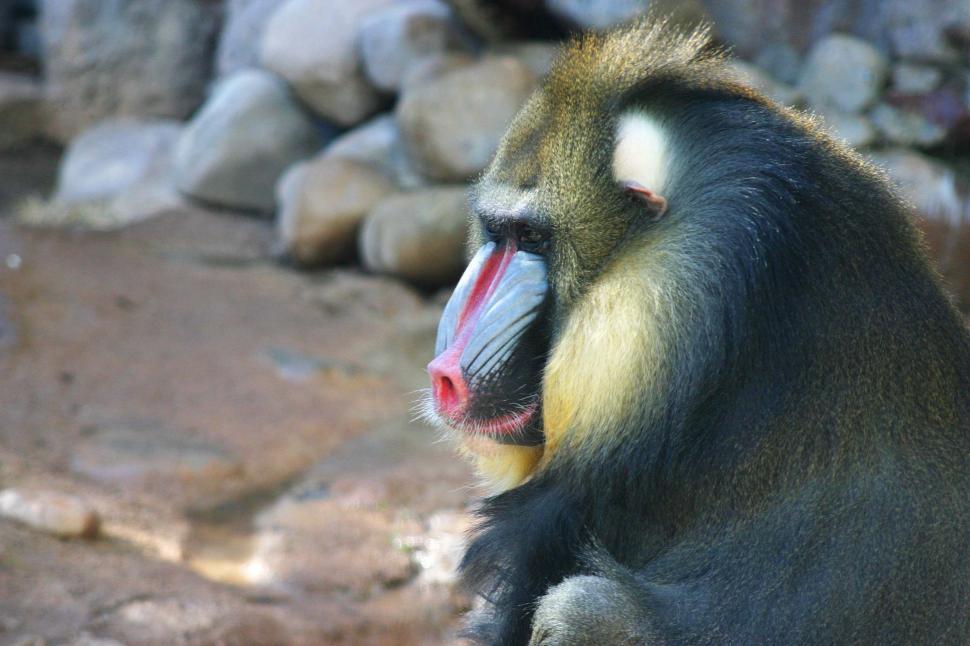 Free Image of Monkey Sitting on a Rock 