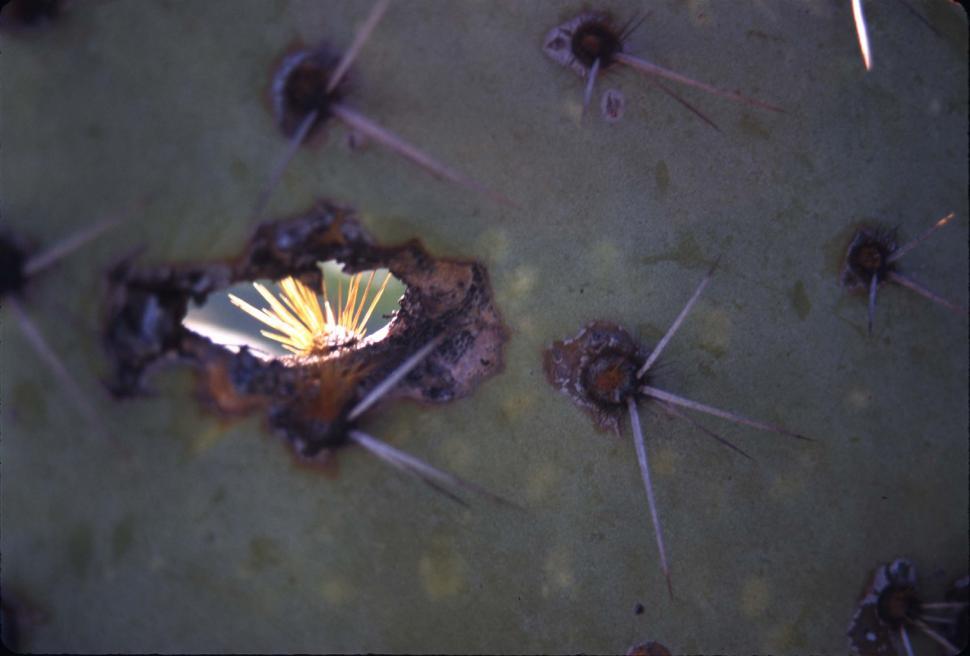 Free Image of Hole in a cactus 