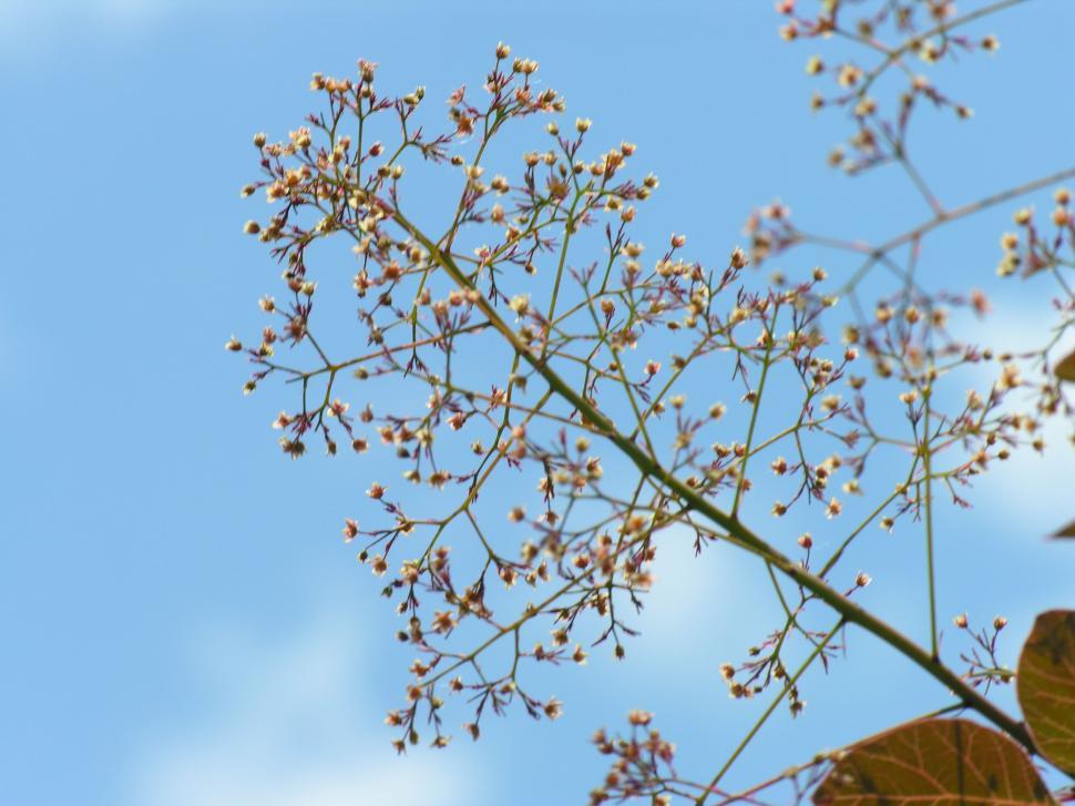 Free Image of Smoke Tree, Cotinus Obovatus 
