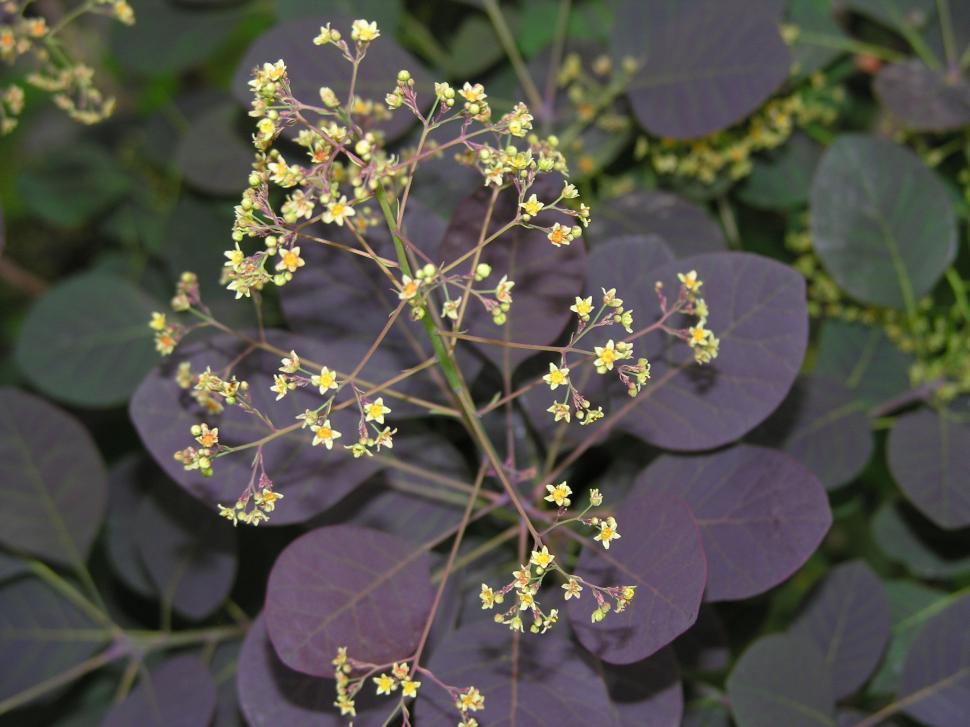 Free Image of Smoke Tree, Cotinus Obovatus 