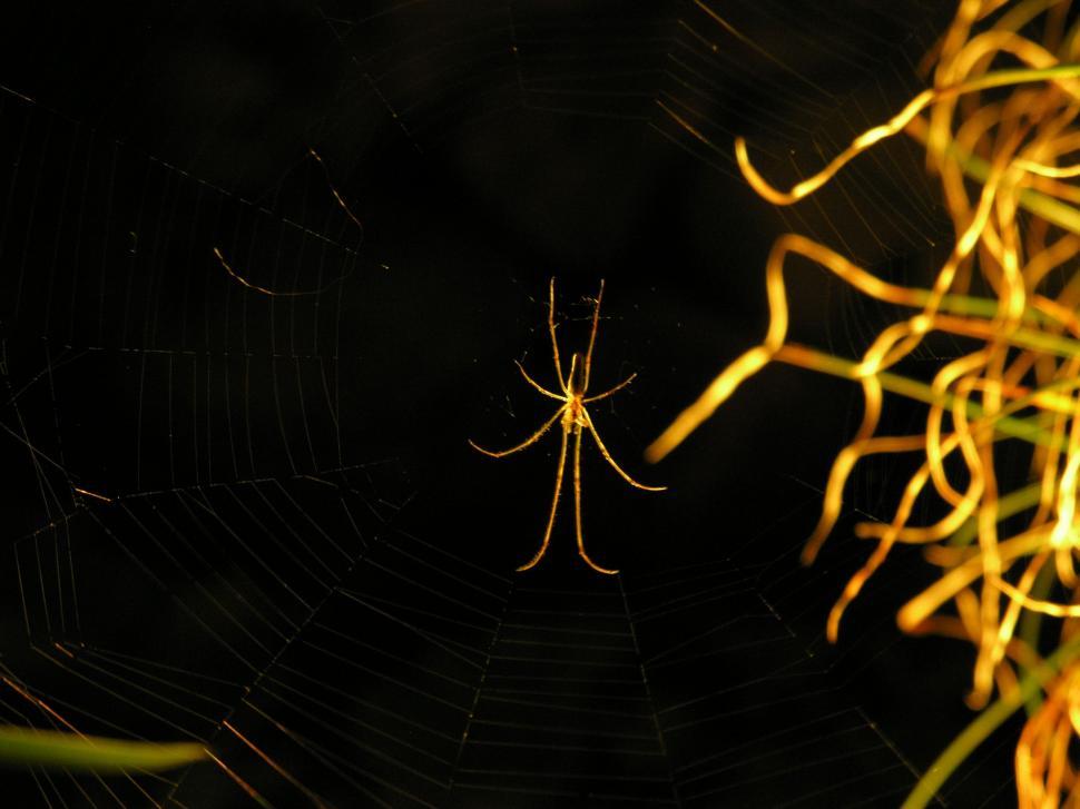Free Image of Spider 