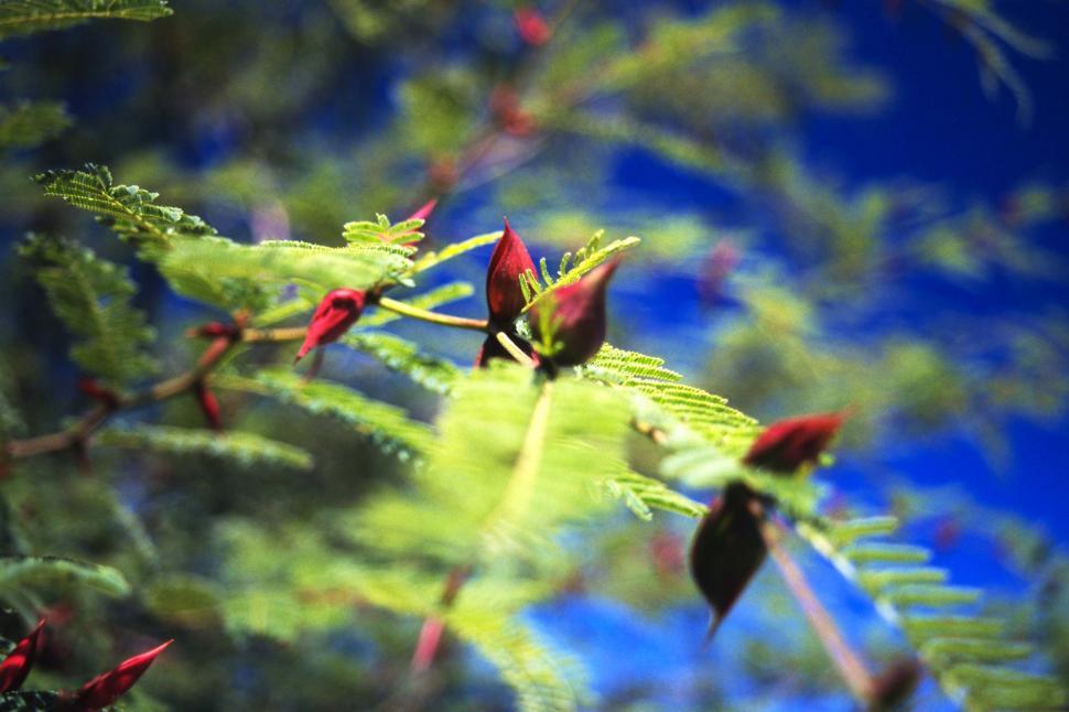 Free Image of Plant buds 