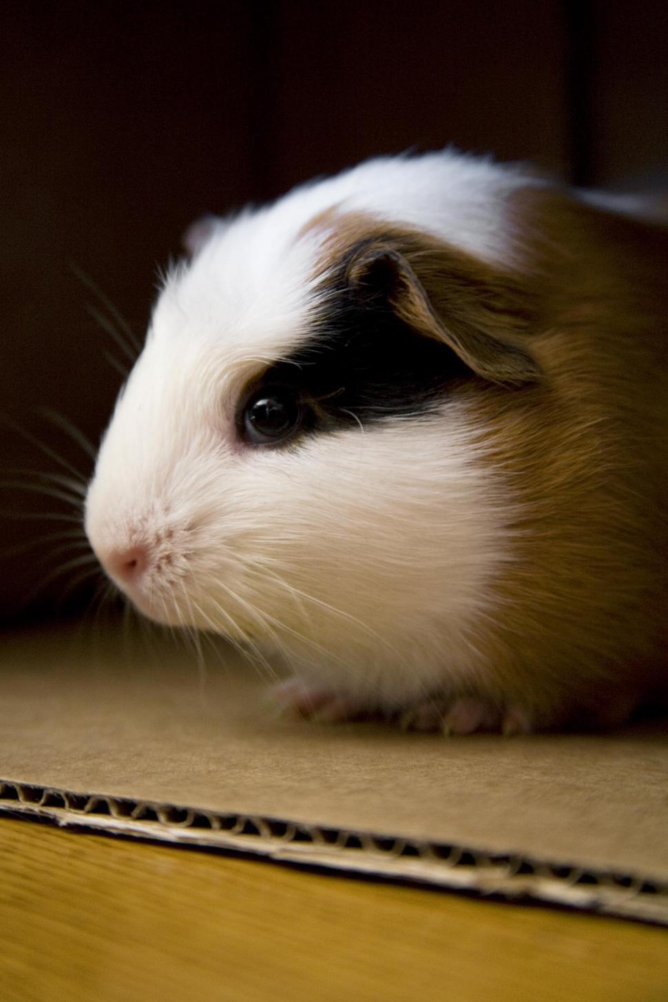 Free Image of Guinea Pig peeking from inside cardboard box 