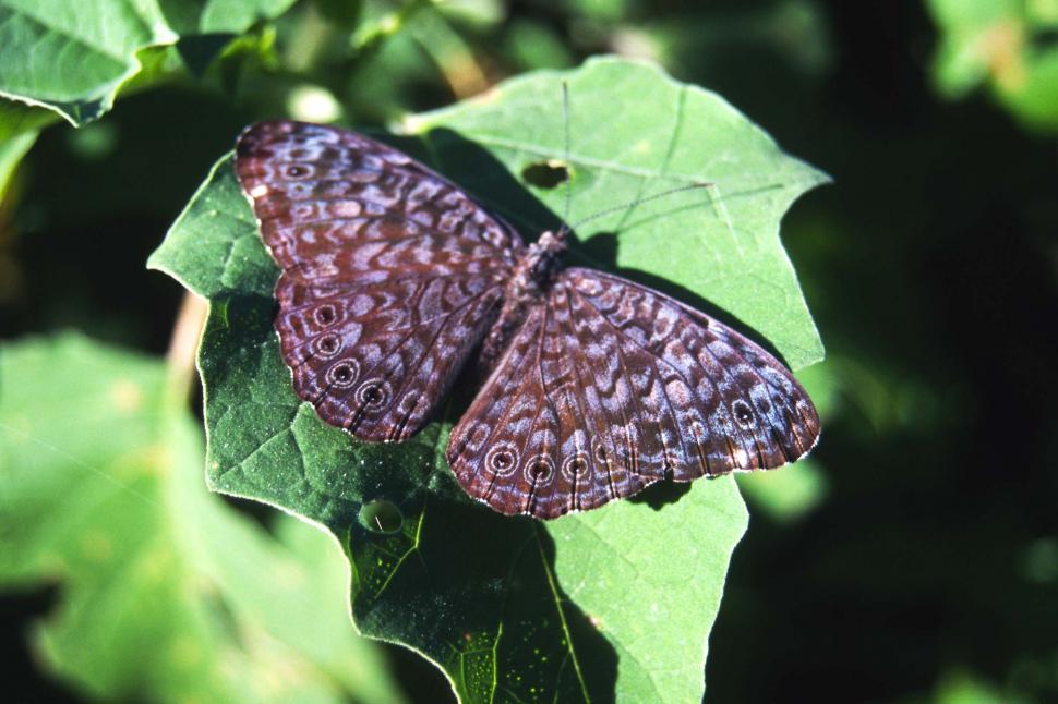 Free Image of Wings open 