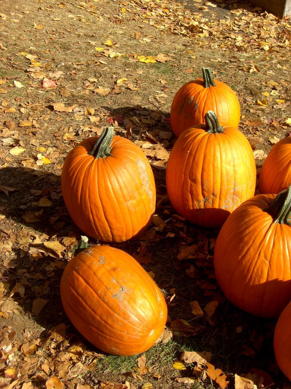 Free Image of Group of Pumpkins Sitting on the Ground 