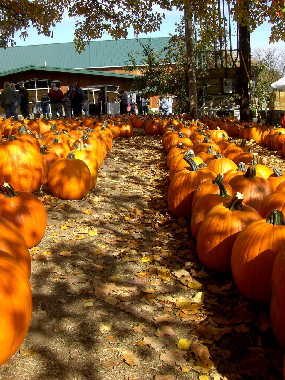 Free Image of Field Full of Pumpkins 