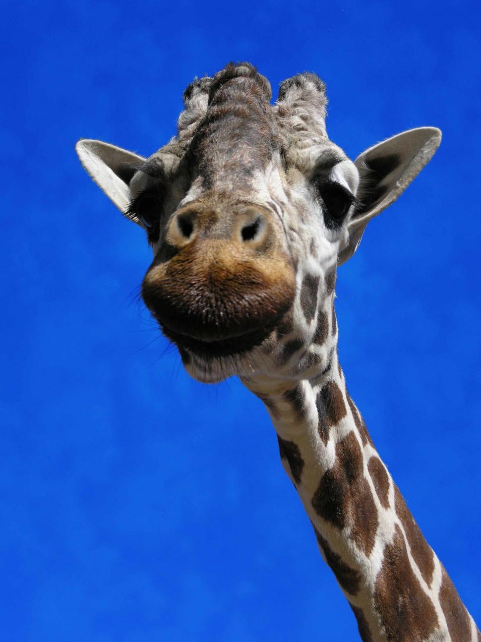 Free Image of Giraffe 