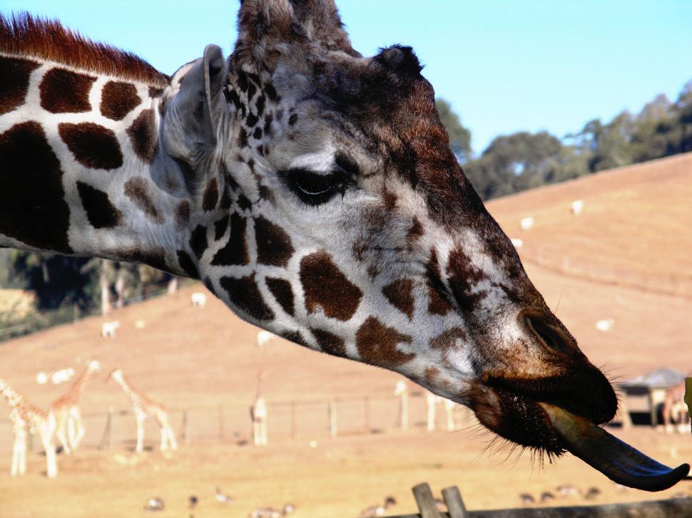 Free Image of Giraffe 