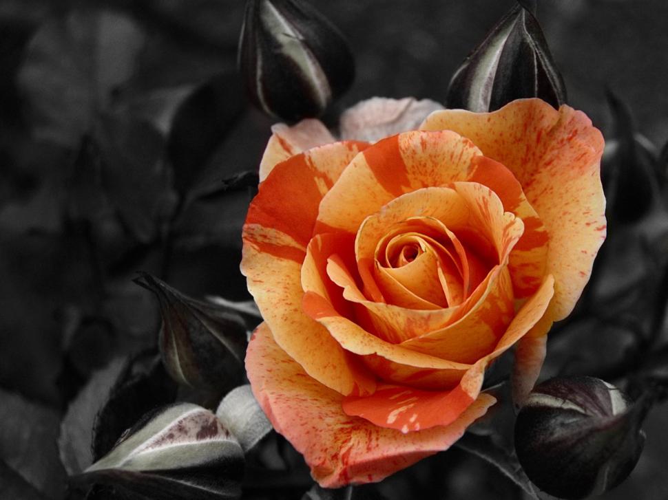 Free Image of beauty of nature 
