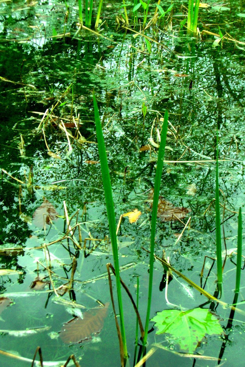 Free Image of Lush Green Plants Covering Pond Surface 