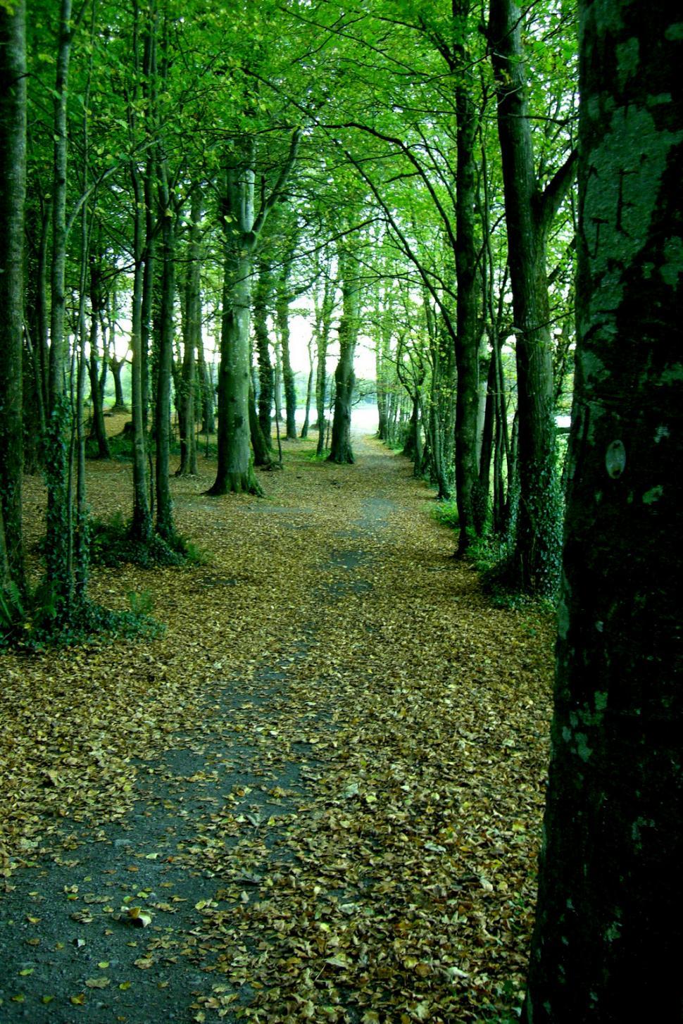 Free Image of Path Through Lush Forest With Tall Trees 