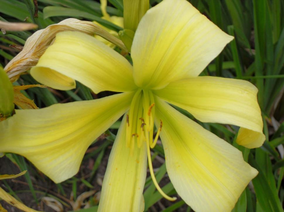 Free Image of Yellow lily 