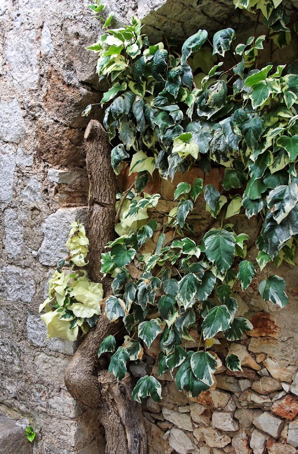 Free Image of Ivy 