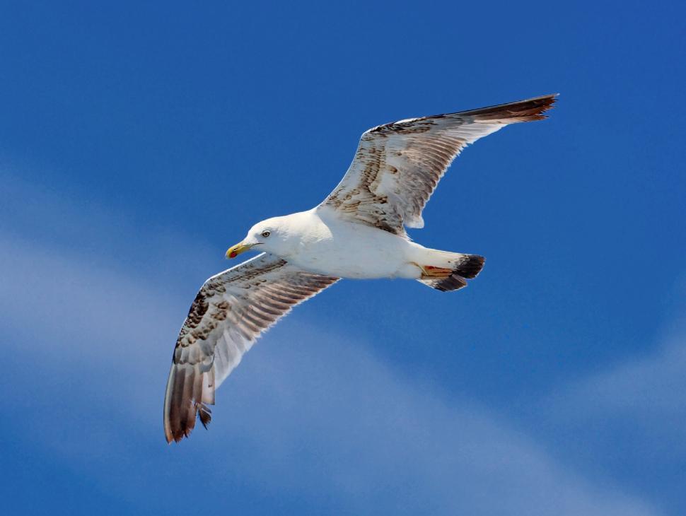 Free Image of Seagull flying 
