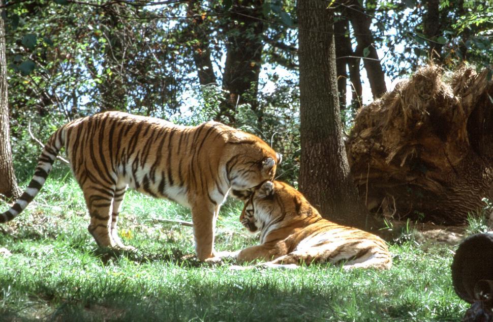 Free Image of Two Tigers 