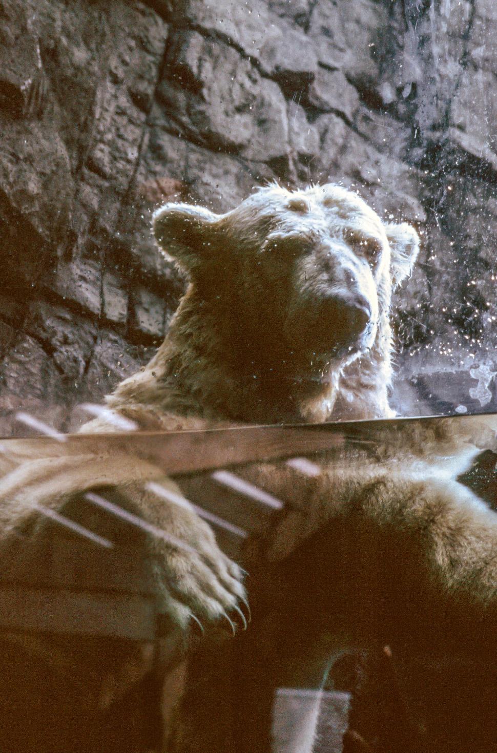 Free Image of Polar Bear 