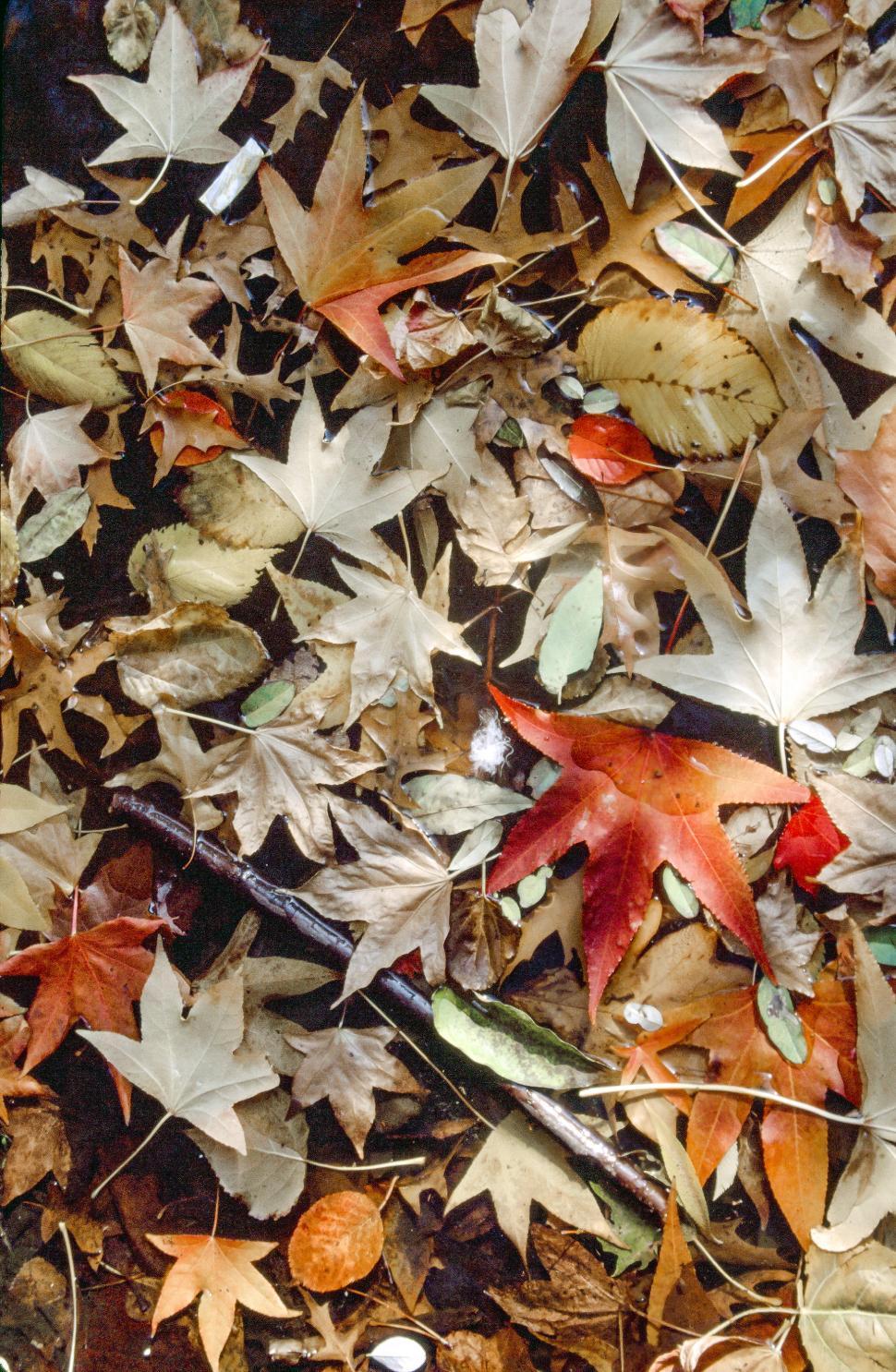 Free Image of Dried leaves background 