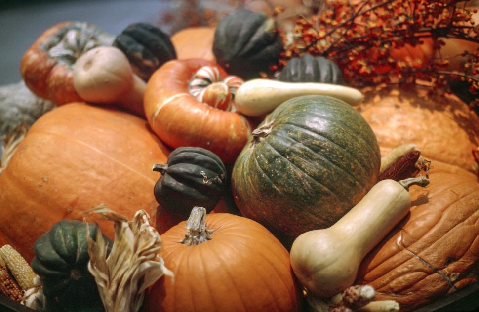 Free Image of Fresh Mulitcolor Pumpkins 