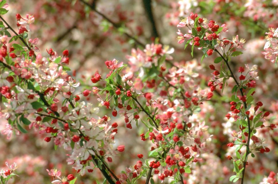 Free Image of Floral background 